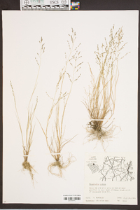 Eragrostis pilosa image