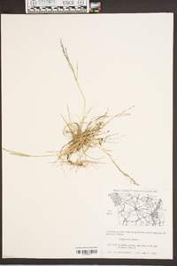 Eragrostis pilosa image