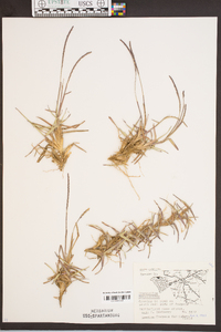 Eremochloa ophiuroides image