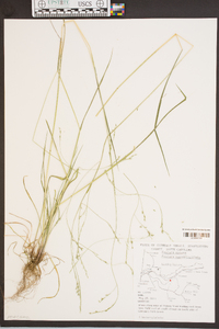 Festuca obtusa image