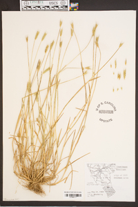 Hordeum pusillum image