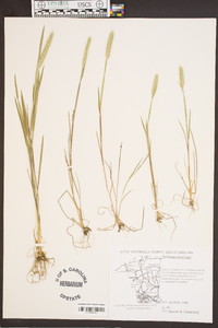 Hordeum pusillum image