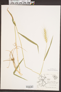 Elymus hystrix image