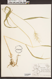 Elymus hystrix image