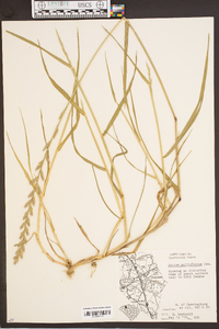 Lolium perenne subsp. multiflorum image