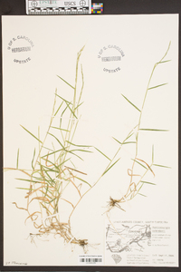 Muhlenbergia schreberi image