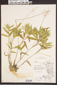 Panicum commutatum image