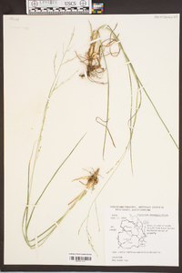 Panicum depauperatum image