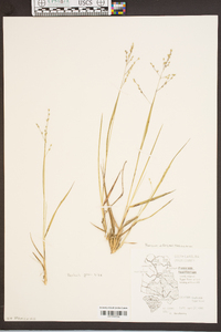 Panicum laxiflorum image