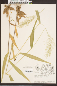 Panicum polyanthes image