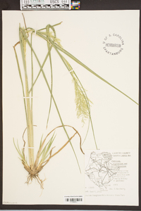 Coleataenia rigidula subsp. rigidula image