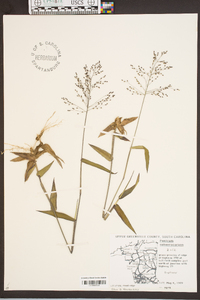 Panicum sphaerocarpon image