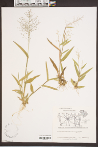 Panicum sphaerocarpon image