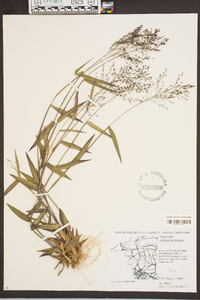 Panicum sphaerocarpon image