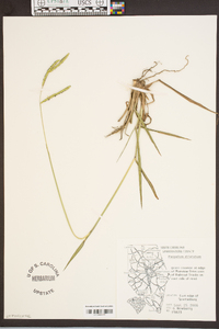 Paspalum dilatatum image