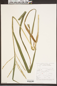 Paspalum floridanum image