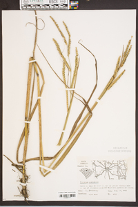 Paspalum floridanum image