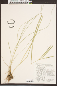 Paspalum notatum image