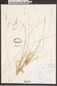 Stipa avenacea image