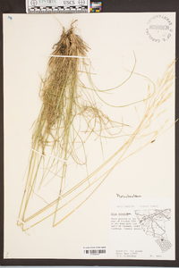 Stipa avenacea image