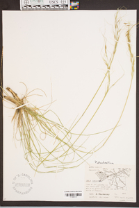 Stipa avenacea image