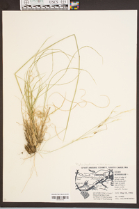 Stipa avenacea image