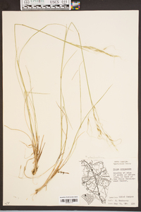 Stipa avenacea image