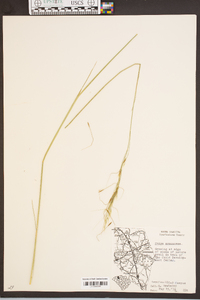 Stipa avenacea image