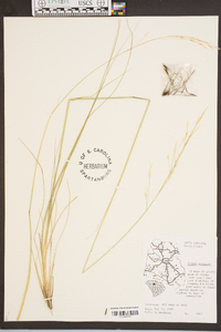 Stipa avenacea image