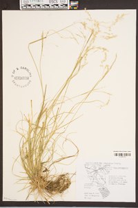 Poa autumnalis image