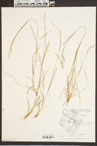 Poa autumnalis image