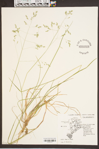 Poa autumnalis image