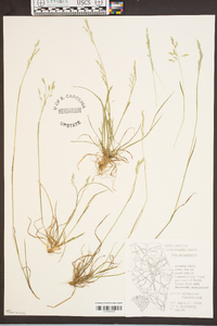 Poa autumnalis image