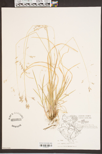 Poa cuspidata image