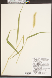 Setaria faberi image