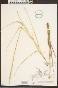 Spartina alterniflora image