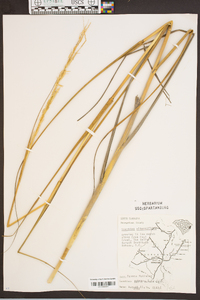 Spartina alterniflora image