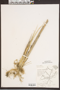 Spartina alterniflora image