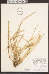 Triticum aestivum image