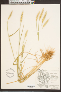 Triticum aestivum image