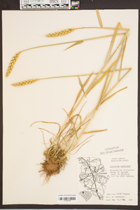 Triticum aestivum image