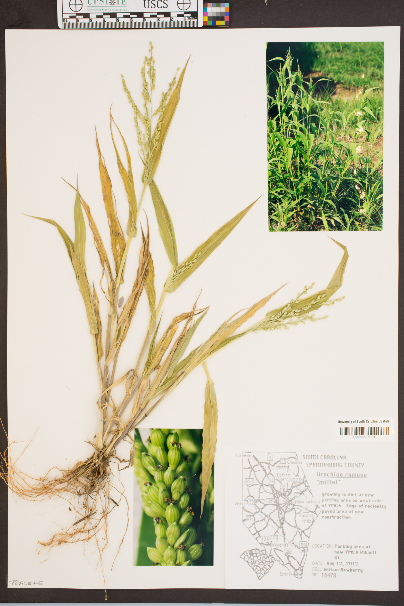 Urochloa ramosa image