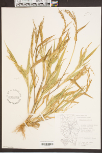 Urochloa ramosa image