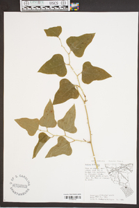 Smilax bona-nox image