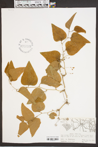 Smilax bona-nox image