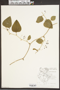 Smilax bona-nox image