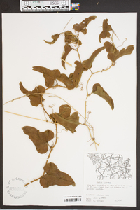 Smilax bona-nox image