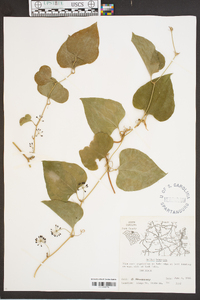 Smilax bona-nox image