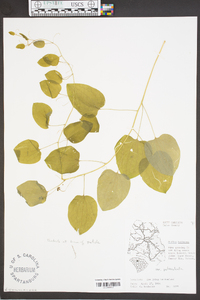 Smilax herbacea var. pulverulenta image