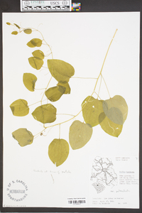 Smilax herbacea image